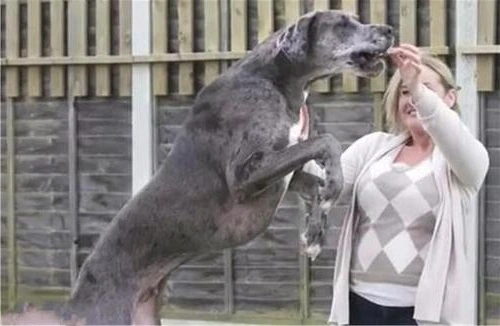 世界上最大的狗：高度2.3米，女主人为了它，回绝了所有男性的追求