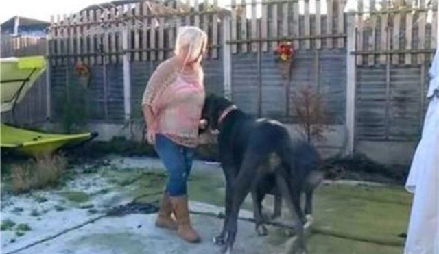 世界上最大的狗：高度2.3米，女主人为了它，回绝了所有男性的追求