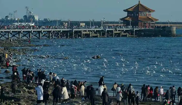 群鸥翔集美爆了青岛栈桥