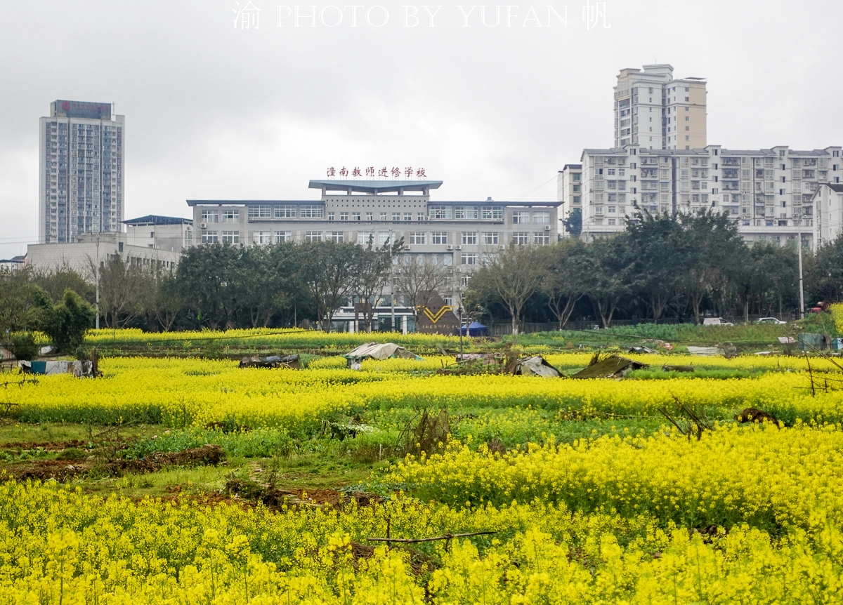 重庆这里宜居又幸福，家中就能欣赏油菜花海，窗外看出去美如画卷