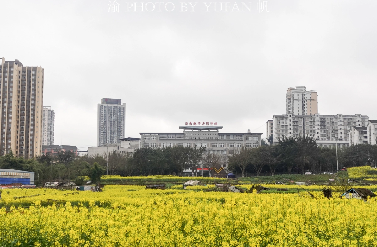 重庆这里宜居又幸福，家中就能欣赏油菜花海，窗外看出去美如画卷