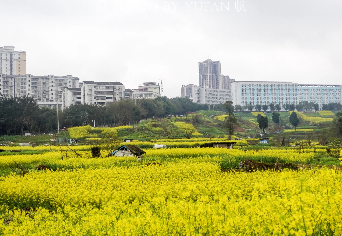 重庆这里宜居又幸福，家中就能欣赏油菜花海，窗外看出去美如画卷