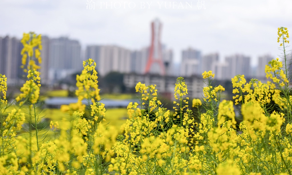 重庆这里宜居又幸福，家中就能欣赏油菜花海，窗外看出去美如画卷