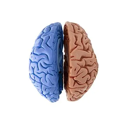 你的孩子是左脑型，还是右脑型？有这3种特征的孩子更聪明