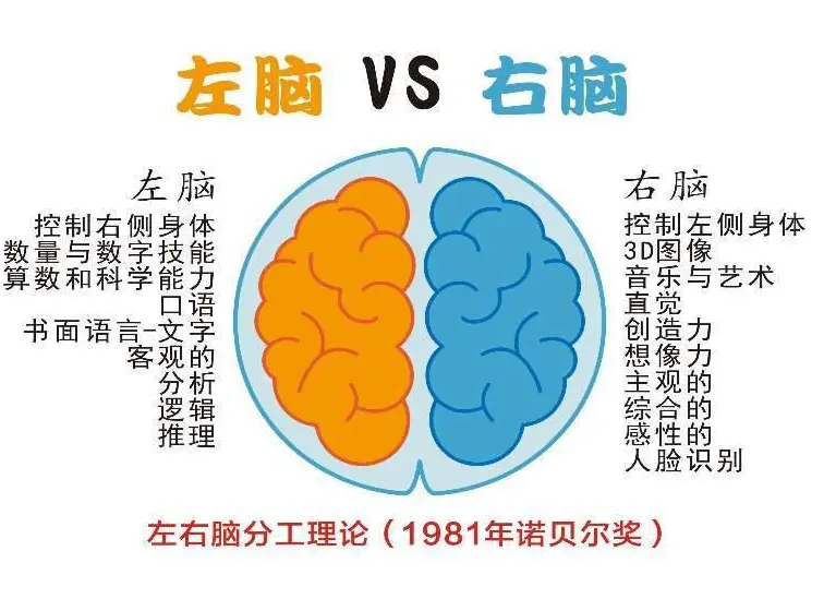 你的孩子是左脑型，还是右脑型？有这3种特征的孩子更聪明