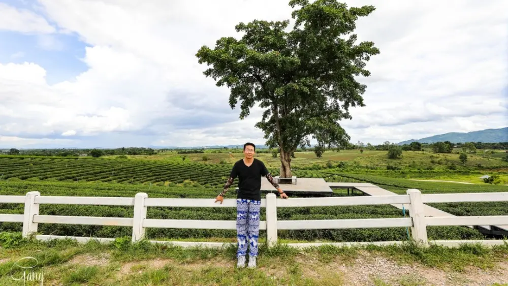 泰国清莱网红的翠峰茶园，不仅有万里茶园风光还可体验热带茶香