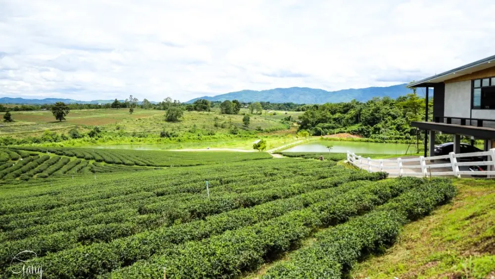 泰国清莱网红的翠峰茶园，不仅有万里茶园风光还可体验热带茶香