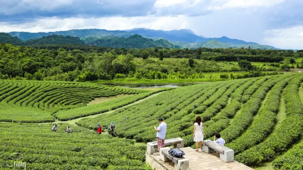 泰国清莱网红的翠峰茶园，不仅有万里茶园风光还可体验热带茶香