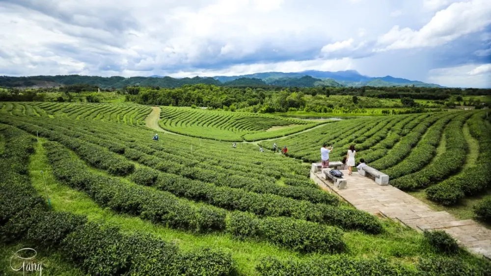 泰国清莱网红的翠峰茶园，不仅有万里茶园风光还可体验热带茶香