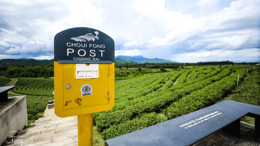 泰国清莱网红的翠峰茶园，不仅有万里茶园风光还可体验热带茶香