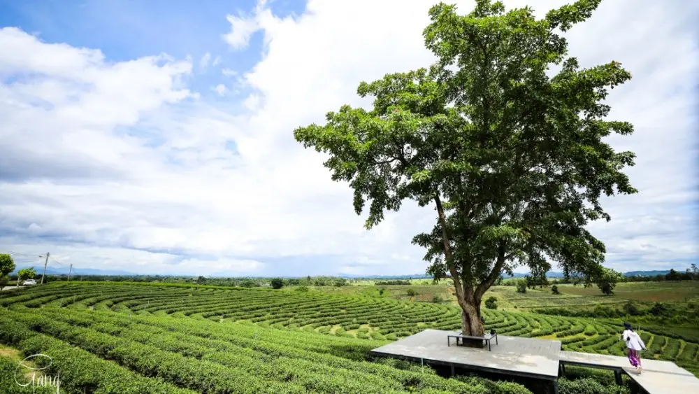 泰国清莱网红的翠峰茶园，不仅有万里茶园风光还可体验热带茶香