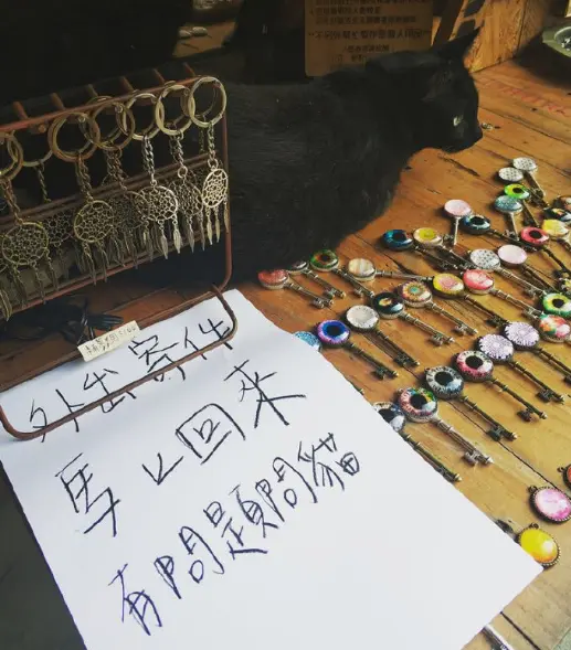 请问今天点哪只猫技师为你服务？我全都要！