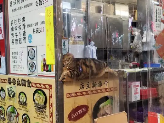 请问今天点哪只猫技师为你服务？我全都要！