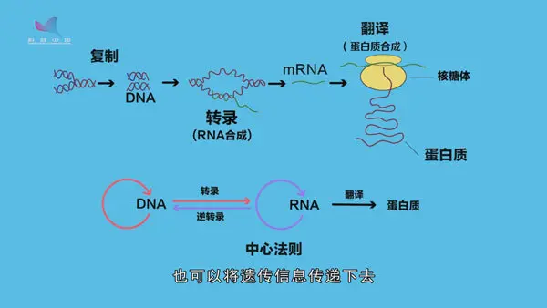 基因故事动画：子承父业获诺奖 “基因业务”能遗传？