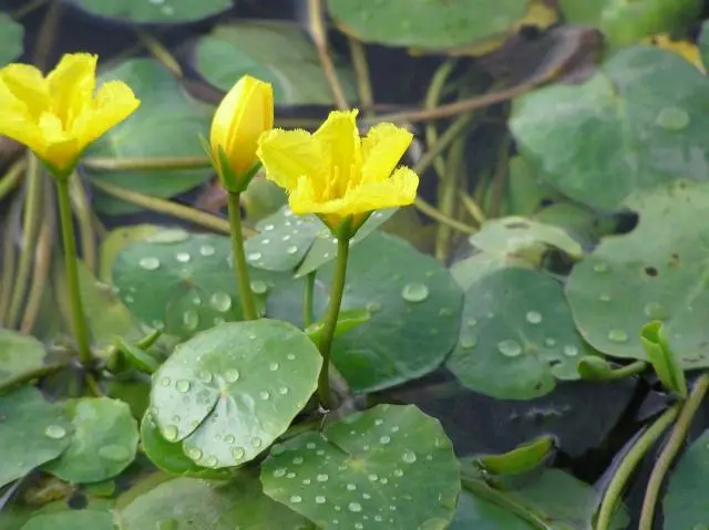 古代“蔬菜之王”你吃过吗？当它称霸餐桌时，大白菜还在跑龙套