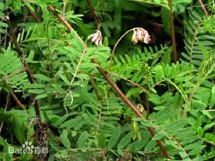 古代“蔬菜之王”你吃过吗？当它称霸餐桌时，大白菜还在跑龙套