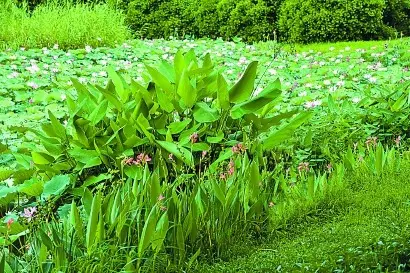 节日民俗里的“植物图”