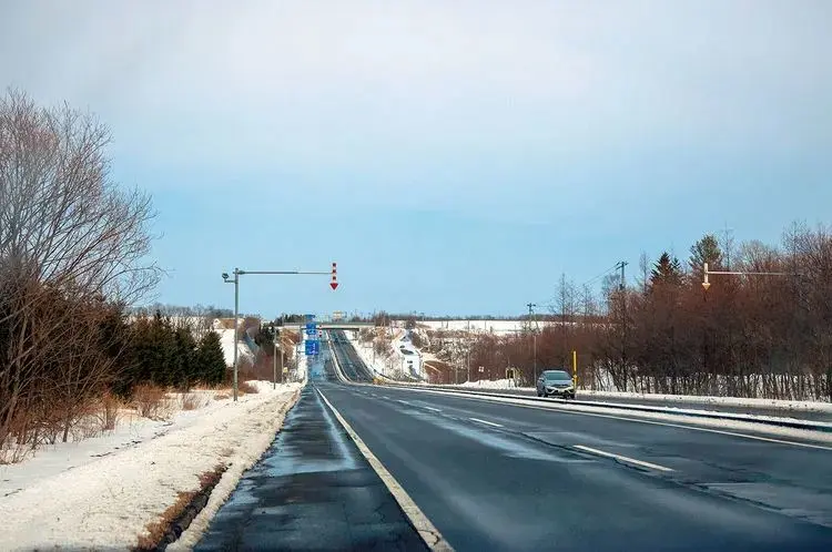 到北海道的罗臼港，看罕见的毛腿渔鸮