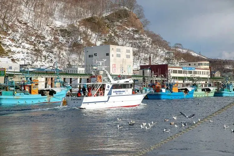 到北海道的罗臼港，看罕见的毛腿渔鸮