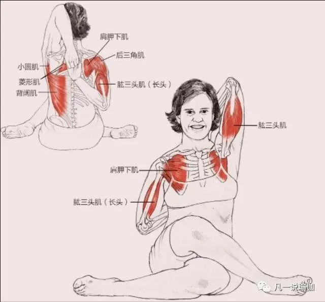 老师：为什么我瑜伽牛面式双手在背后扣不住？肯定不是你手短