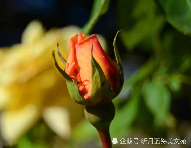 时光煮雨，我思念你一生