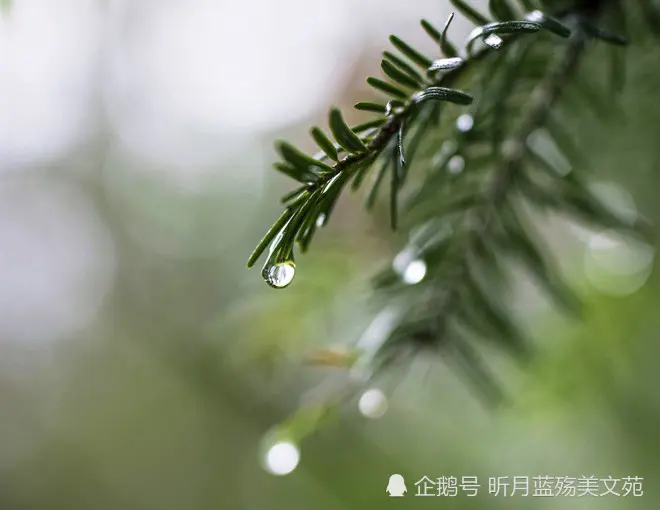 时光煮雨，我思念你一生