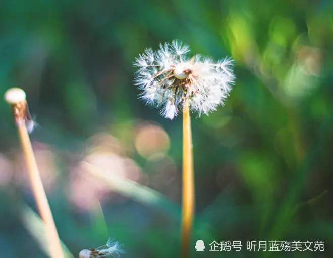 时光煮雨，我思念你一生