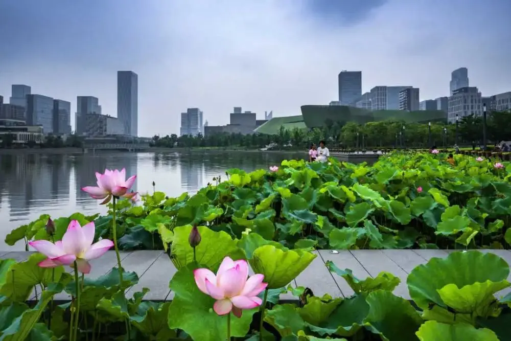 现在就出发，阿拉君带你收获盛夏小粉红！