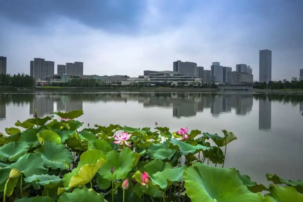 现在就出发，阿拉君带你收获盛夏小粉红！