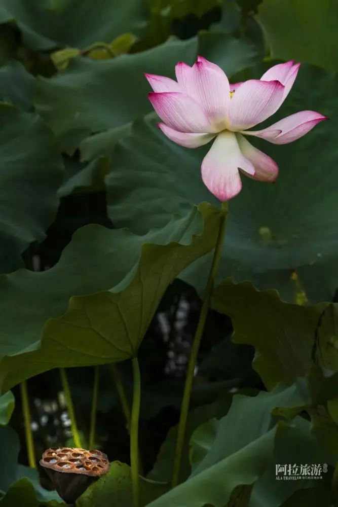 现在就出发，阿拉君带你收获盛夏小粉红！