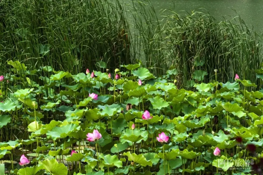 现在就出发，阿拉君带你收获盛夏小粉红！