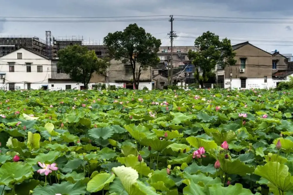 现在就出发，阿拉君带你收获盛夏小粉红！