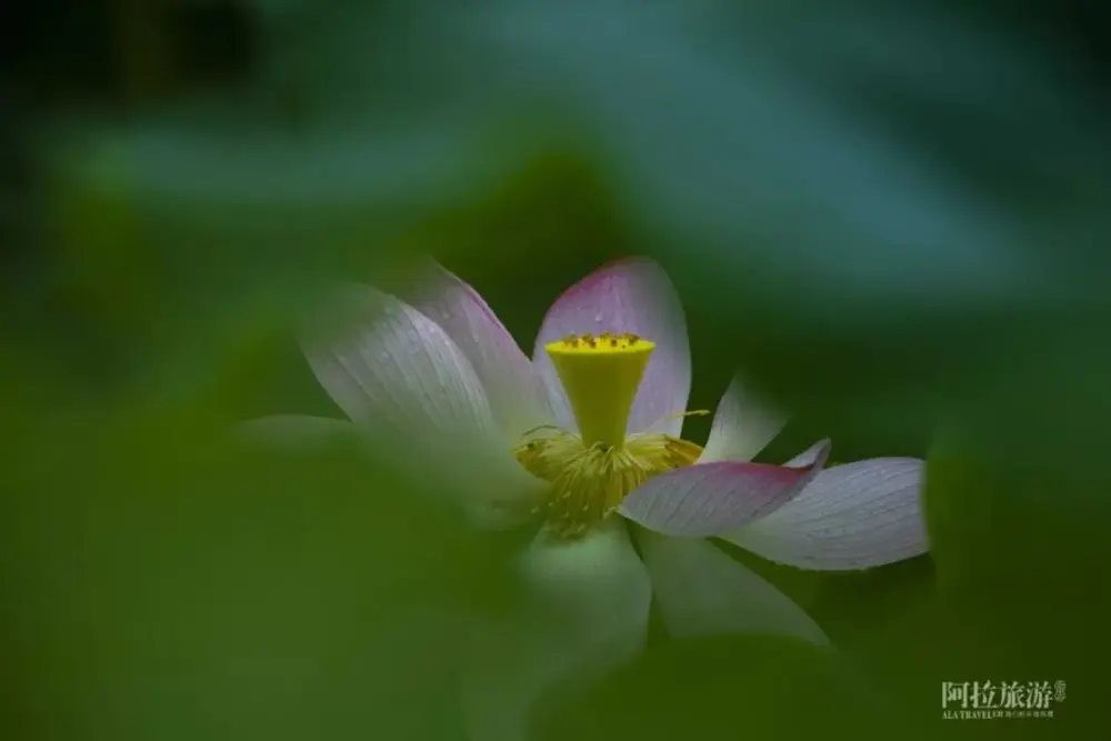 现在就出发，阿拉君带你收获盛夏小粉红！