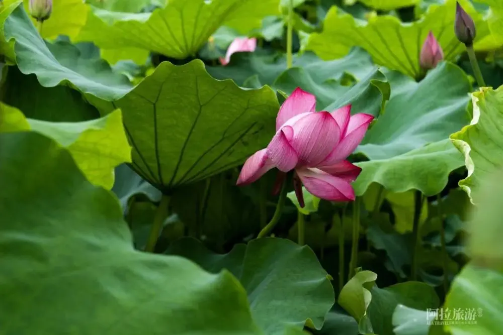 现在就出发，阿拉君带你收获盛夏小粉红！