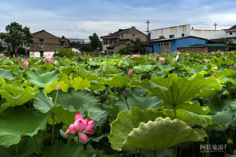 现在就出发，阿拉君带你收获盛夏小粉红！