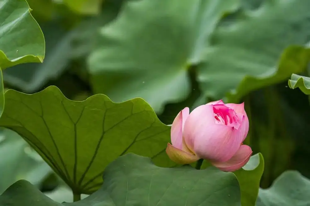 现在就出发，阿拉君带你收获盛夏小粉红！