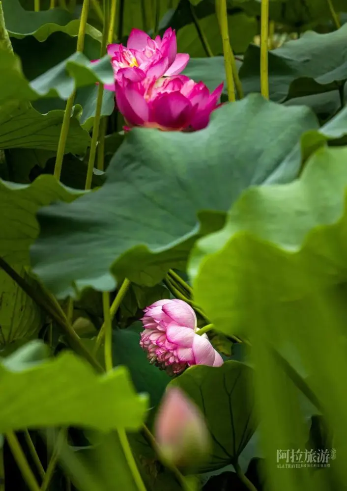 现在就出发，阿拉君带你收获盛夏小粉红！