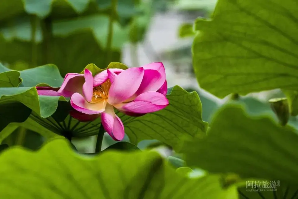 现在就出发，阿拉君带你收获盛夏小粉红！