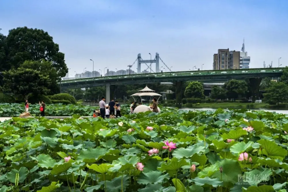 现在就出发，阿拉君带你收获盛夏小粉红！