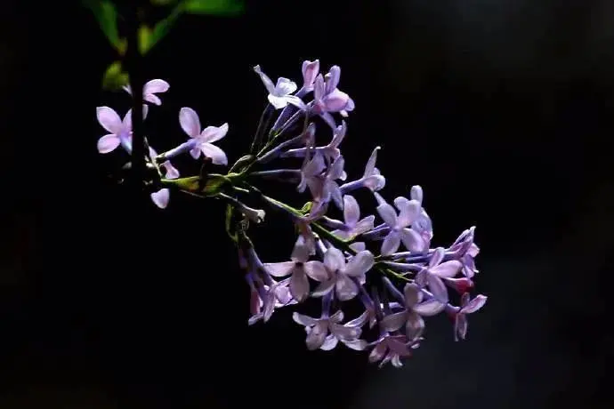 夏日花事，生如夏花之绚烂