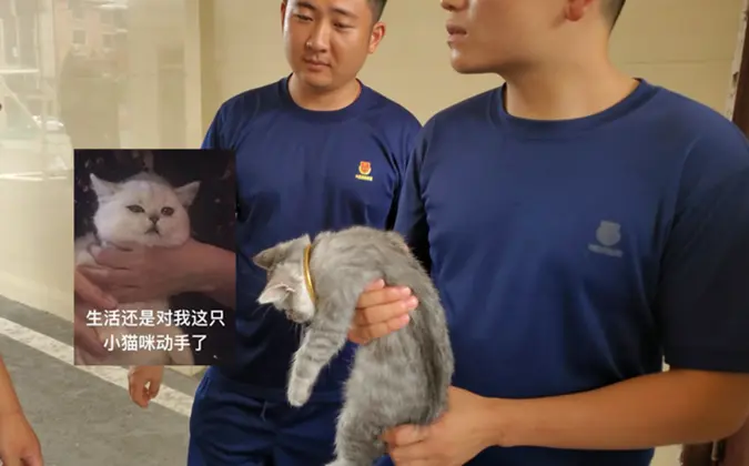 猫头被手镯卡住，消防员却发出灵魂拷问：镯子多少钱？猫多少钱