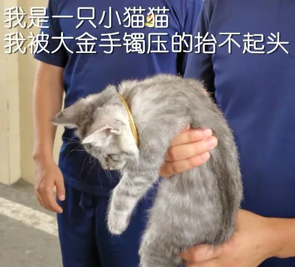 猫头被手镯卡住，消防员却发出灵魂拷问：镯子多少钱？猫多少钱