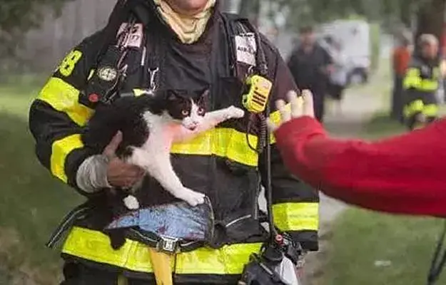 猫头被手镯卡住，消防员却发出灵魂拷问：镯子多少钱？猫多少钱