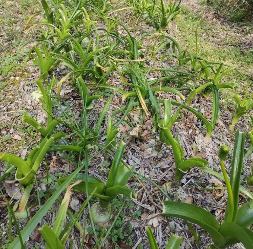 你见过虎眼万年青吗？开花疯狂爆盆，花期还超长