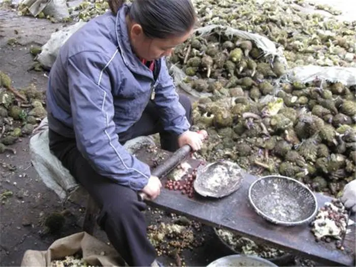 又到采收季，儿时当零食吃，如今成祛湿佳品，夏天热卖