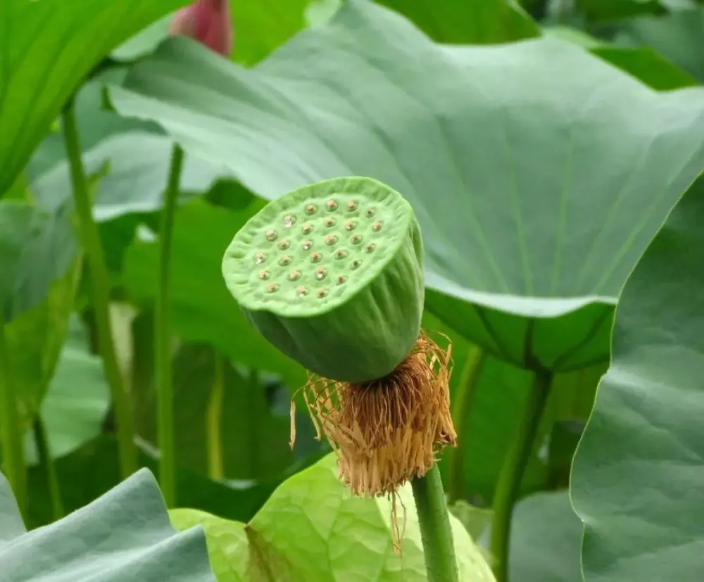 荷花和莲花是一回事吗？