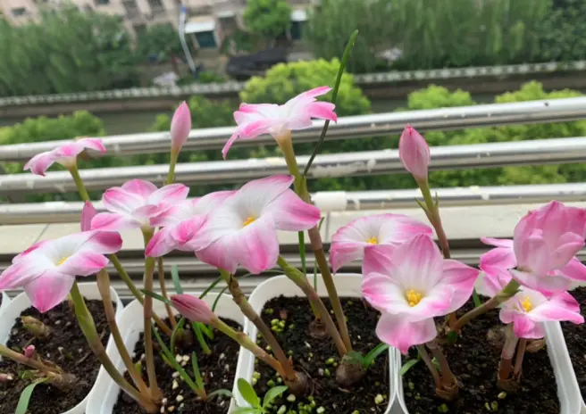 奇葩的催花方式：淋雨，越淋雨越开花！