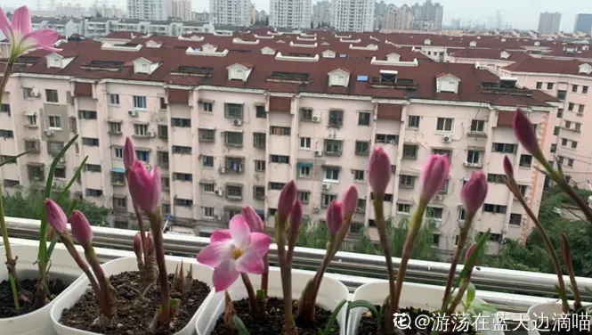 奇葩的催花方式：淋雨，越淋雨越开花！