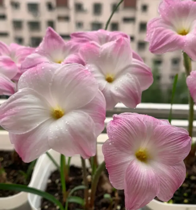 奇葩的催花方式：淋雨，越淋雨越开花！