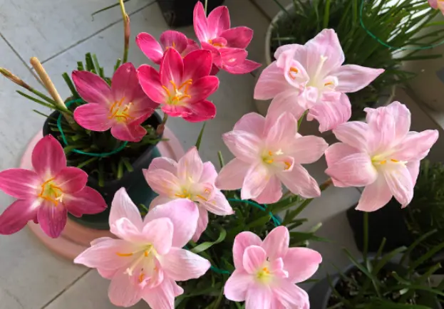 奇葩的催花方式：淋雨，越淋雨越开花！